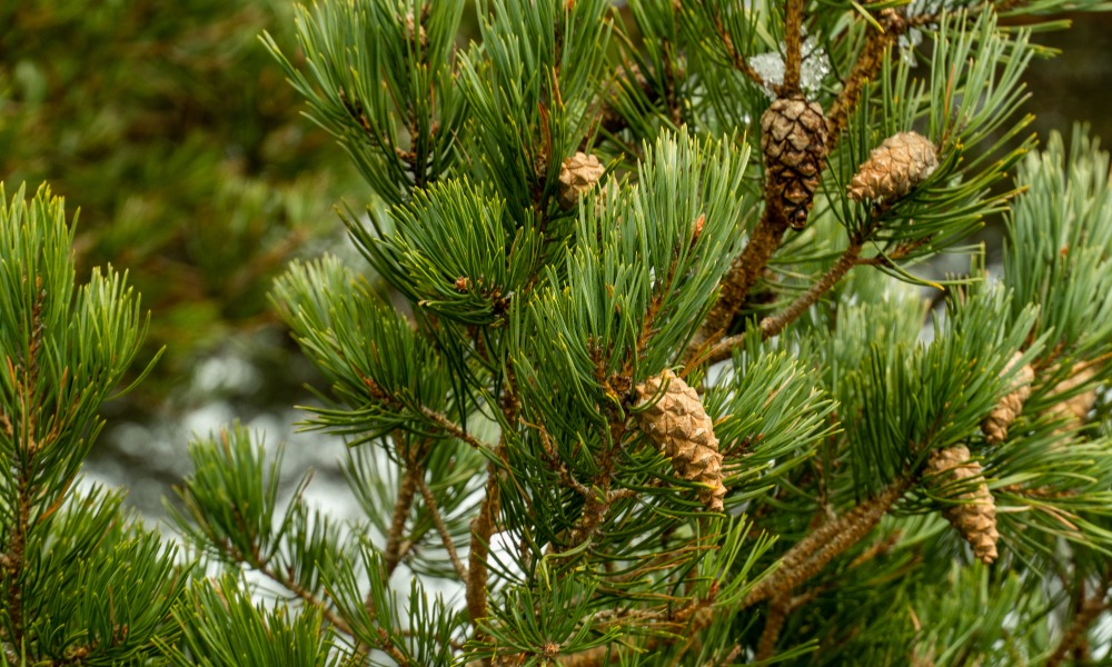 Close up of pine cones in a tree