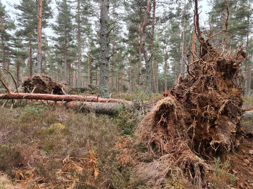 A fallen pine tree in a forest