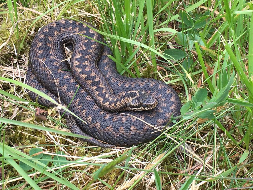 Large black and brown snake curled up on green grass