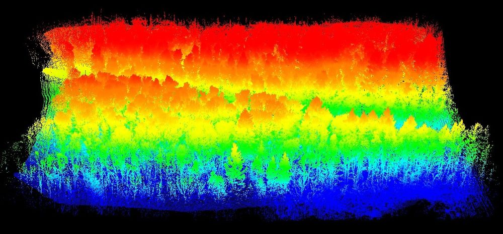 Thermal imaging of a forest