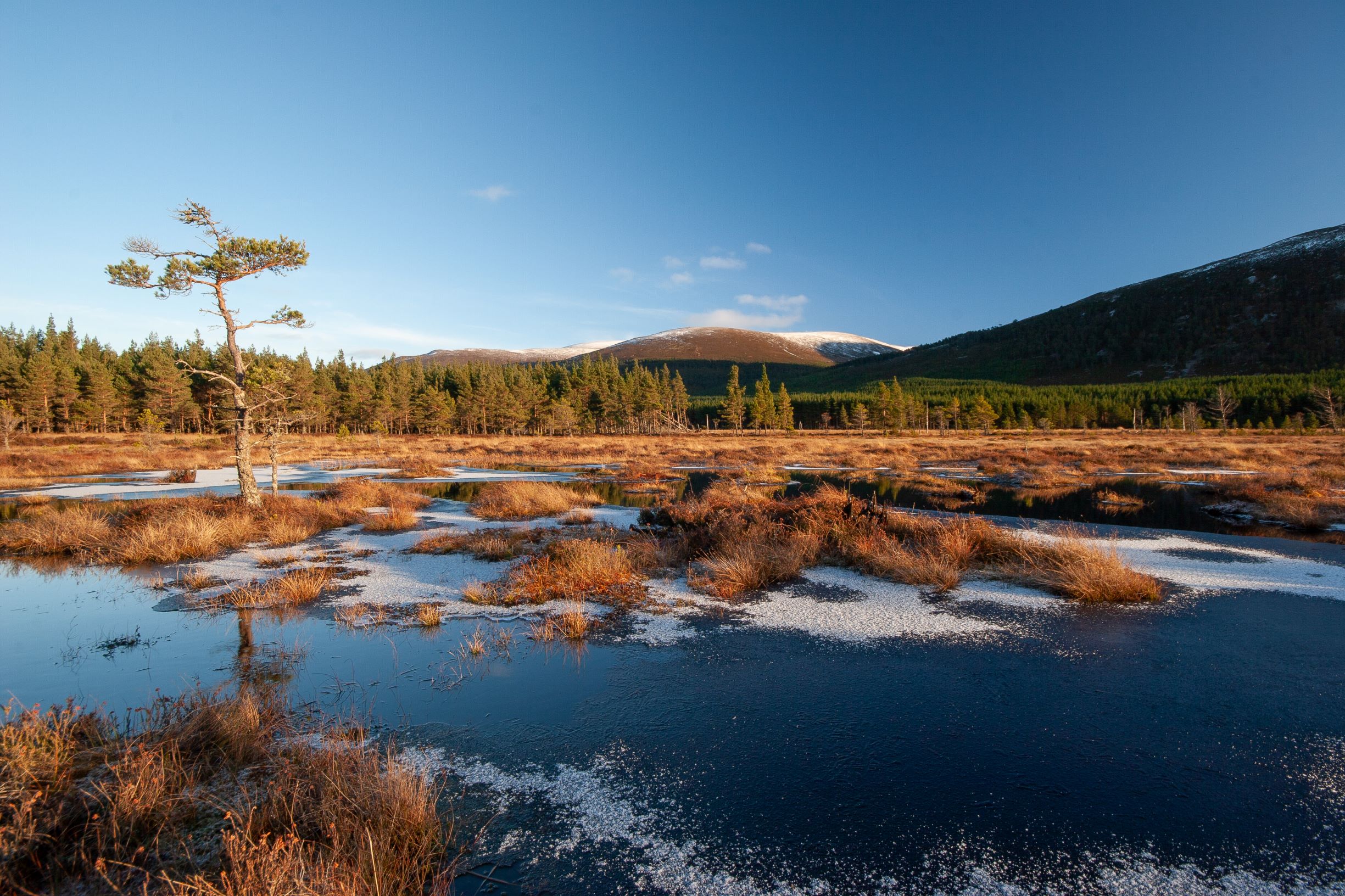 Frozen ponds surrounded by forest at Inshriach