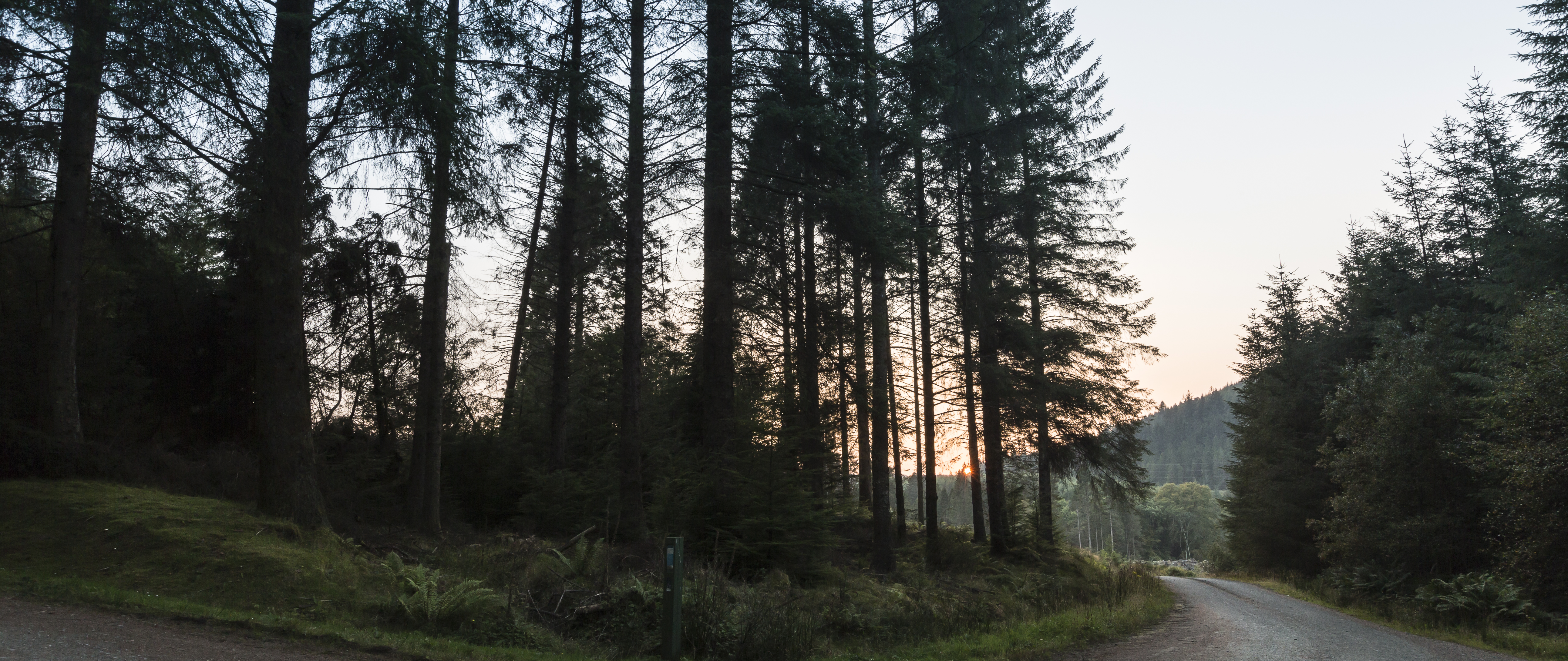 Ardcastle Forest at sunset