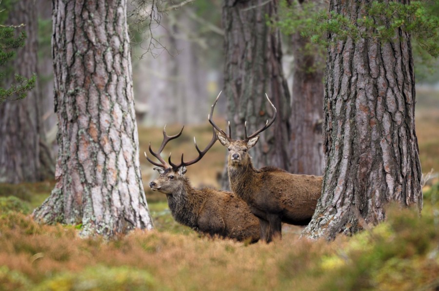 Red deer nestled between two trees in an autumn woodland. 