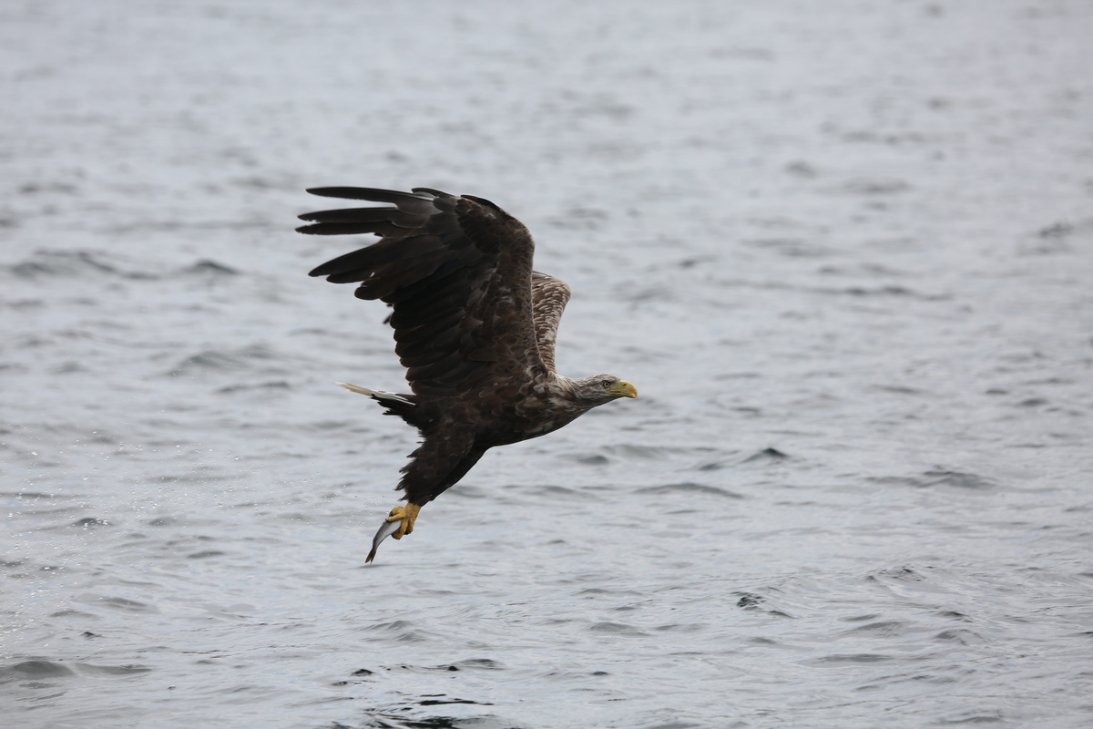White tailed eagle flying across water