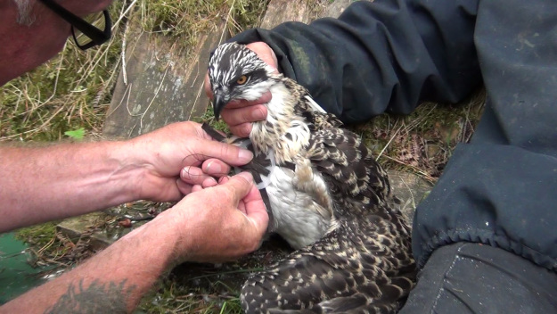 One of our staff tagging a young Osprey chick