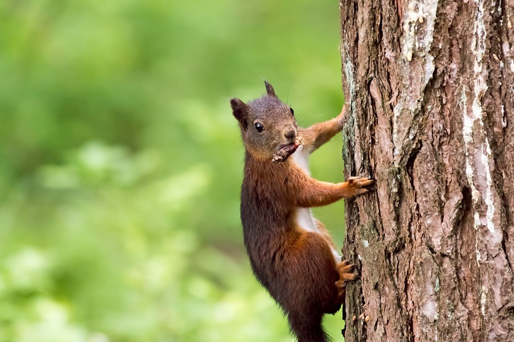 Red squirrel on tree with a cone in it's mouth. 