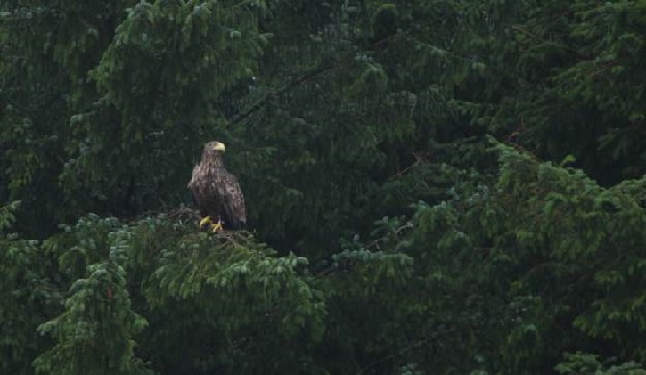 A large eagle sitting amongst the tree tops. 