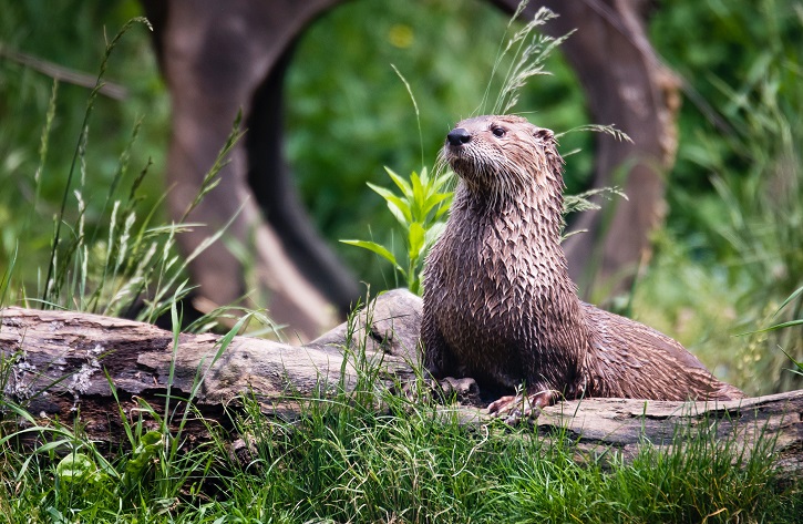 River otter perched on a log with a grassy background. 