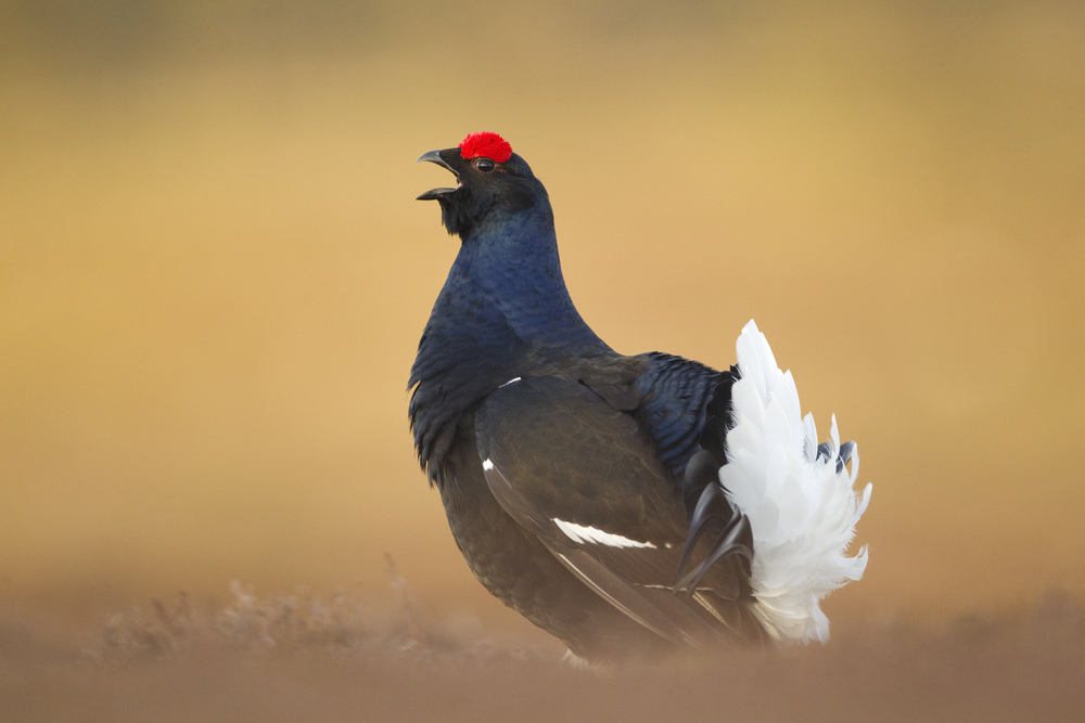 Black grouse bird with distinctive white tail and red patch on head.
