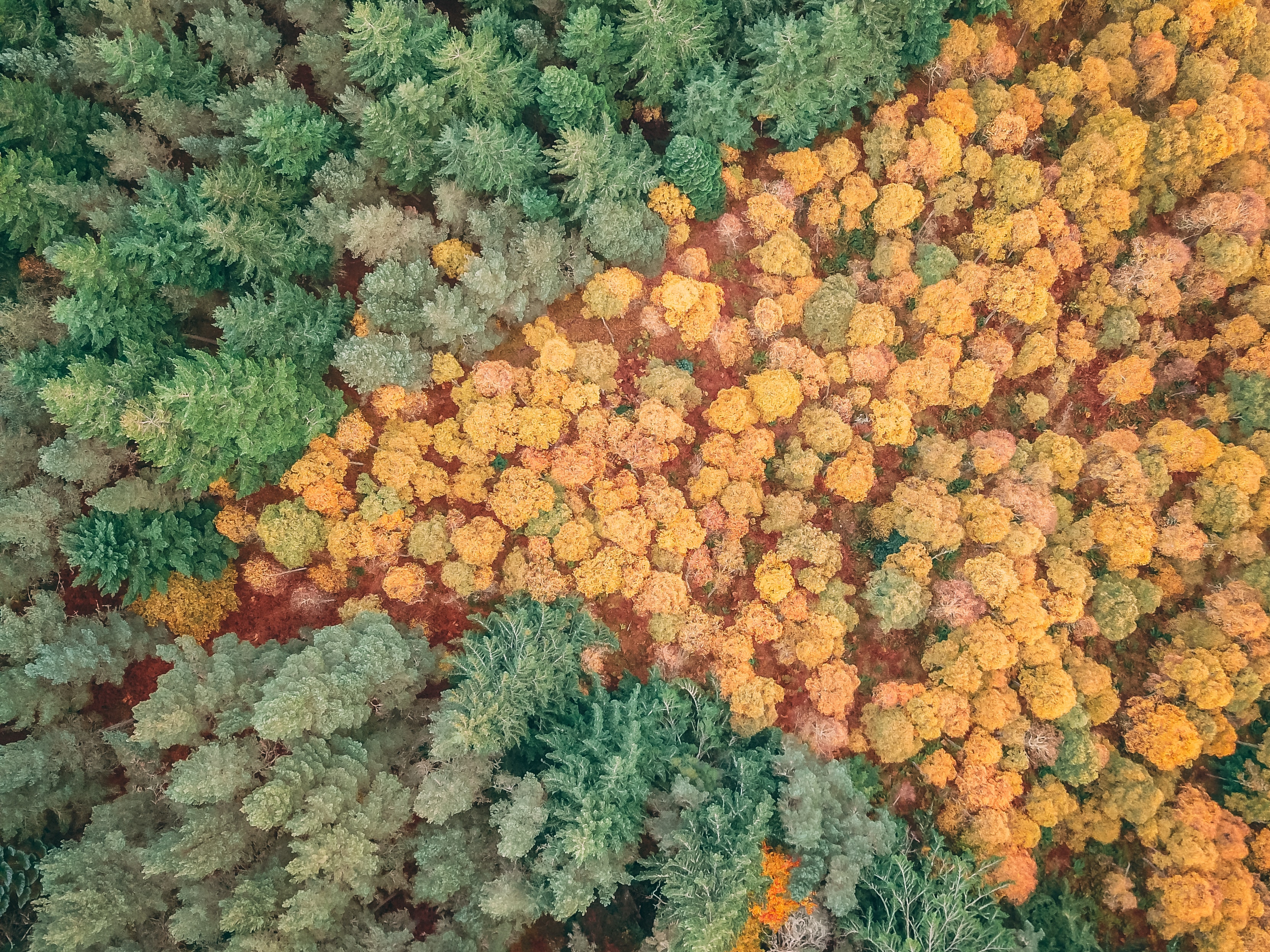 Aerial shot of forest