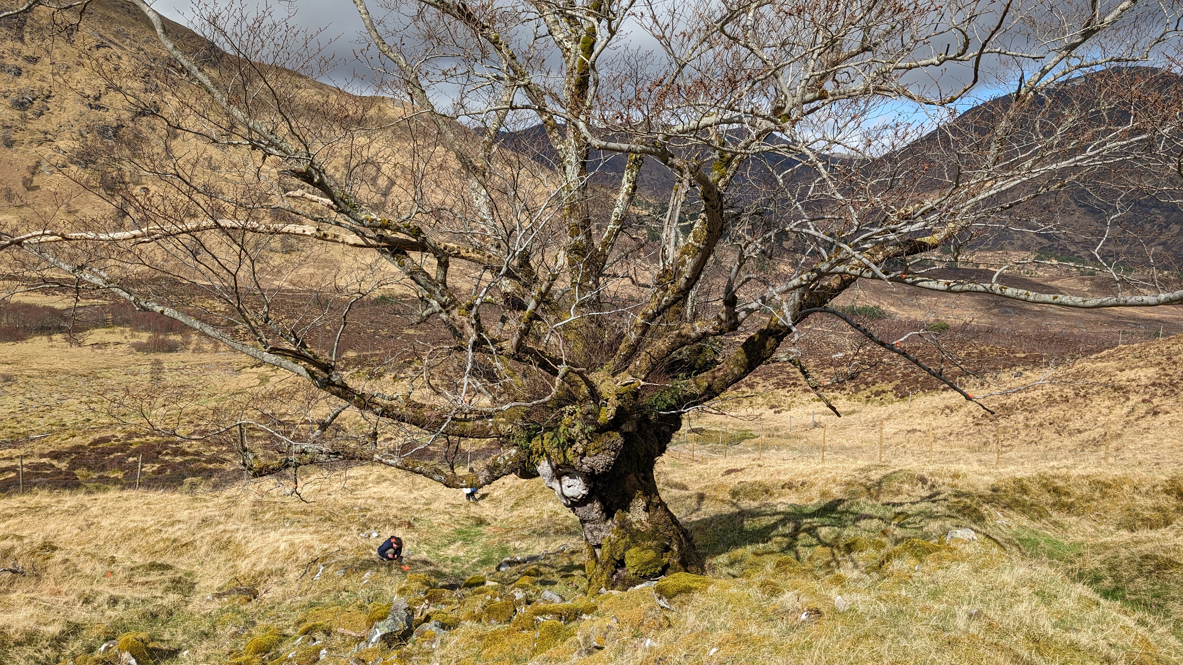 Elm tree on its own in the landscape in Glen Affric.