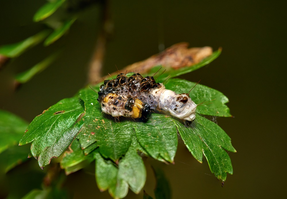 Caterpillar of the Alder Moth species