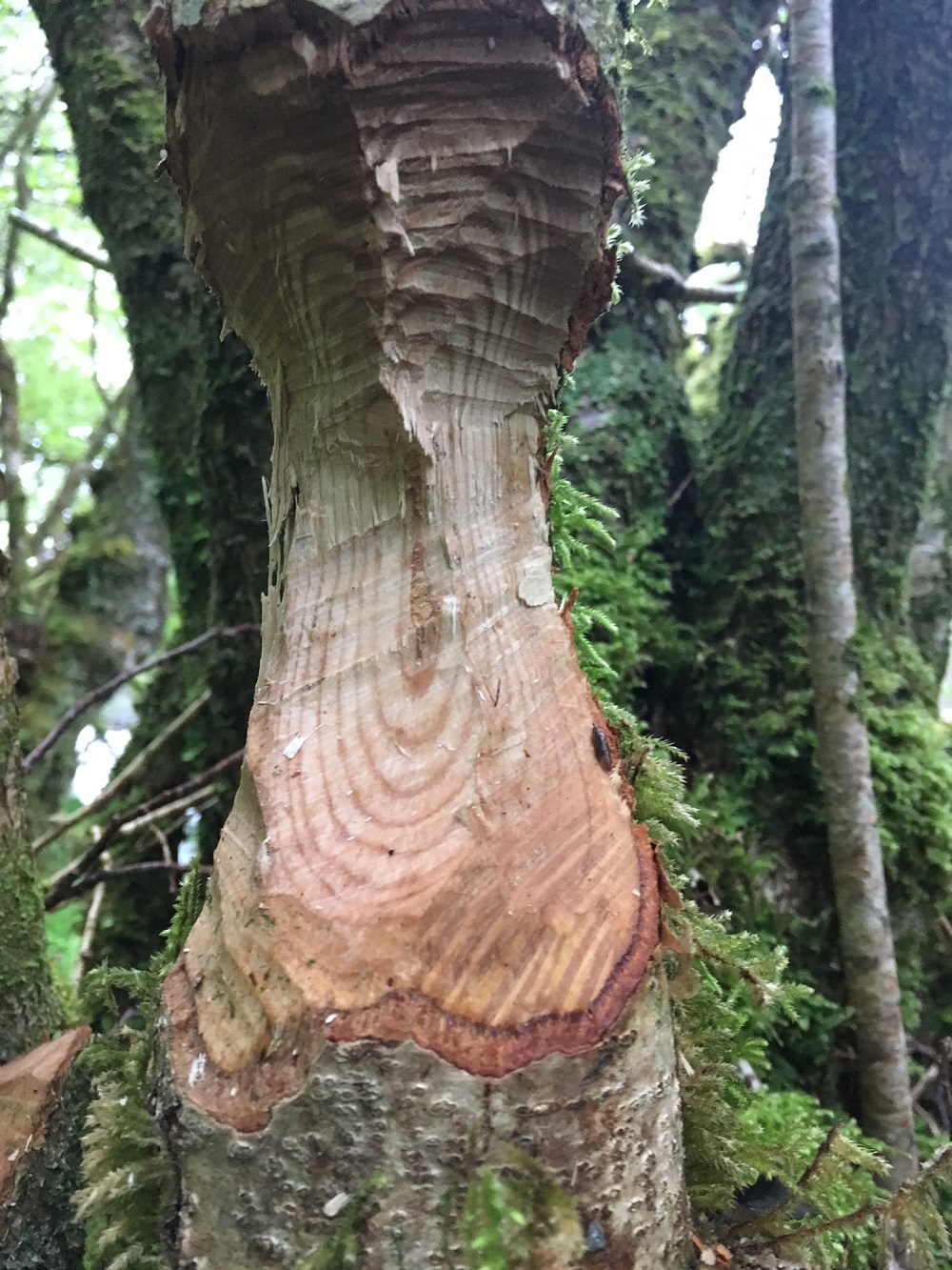 A tree in a forest that has had it's trunk heavily carved away by a beaver