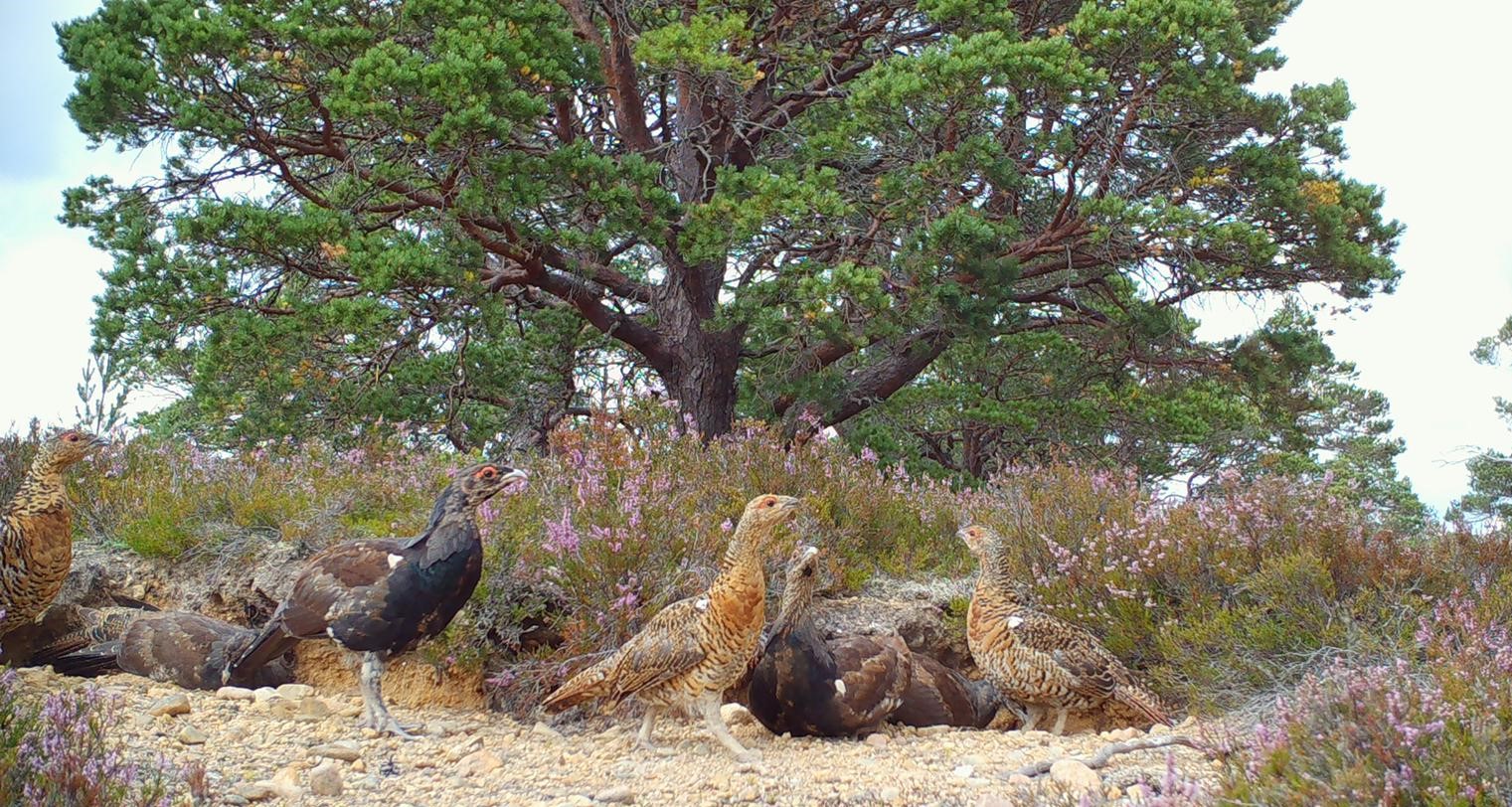 a group of young capercaillie in a dust bath with a tree behind them