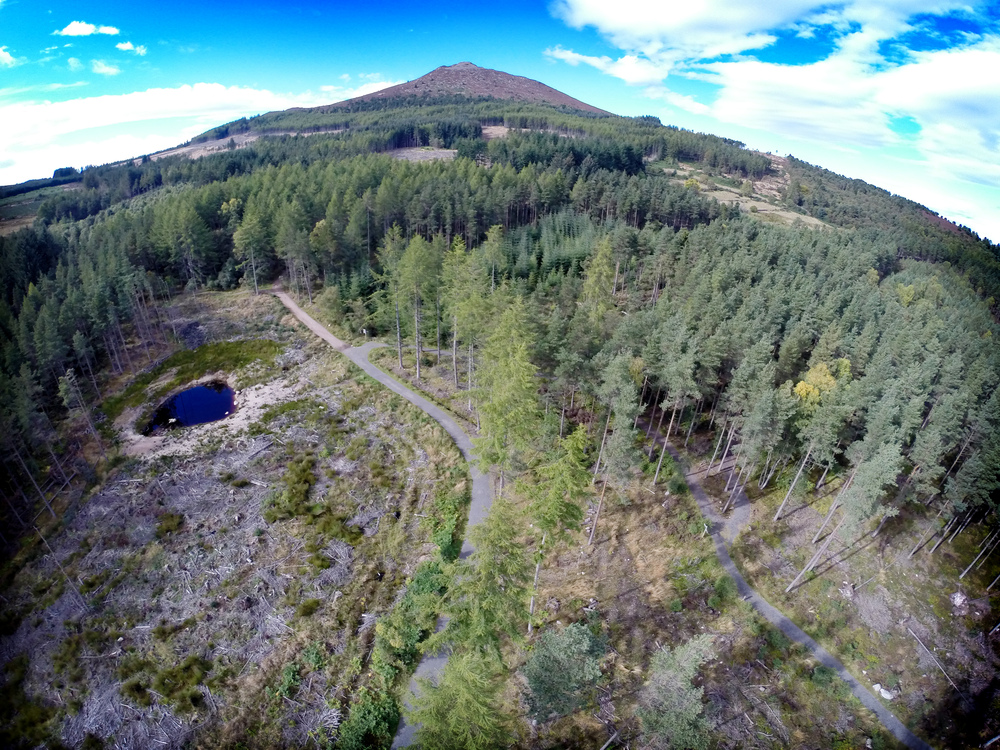 Aerial view of mixed conifer forest  on a hill leading to a pointed summit under blue sky