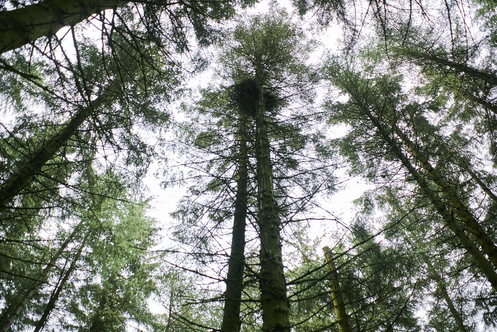 Tall conifer trees rising into a grey sky with a large raptor nest in one tree canopy