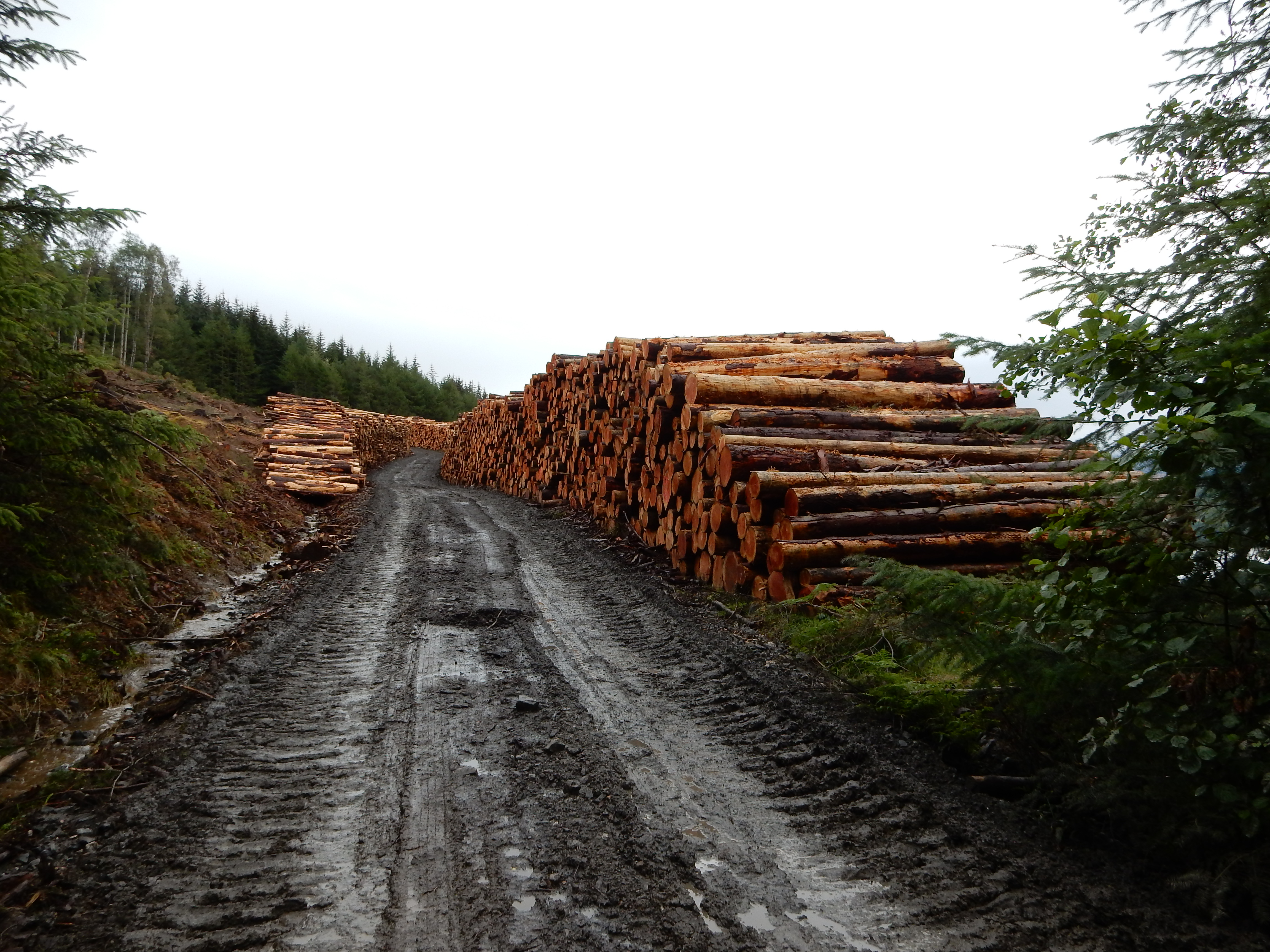 Stacked timber logs beside a forest road