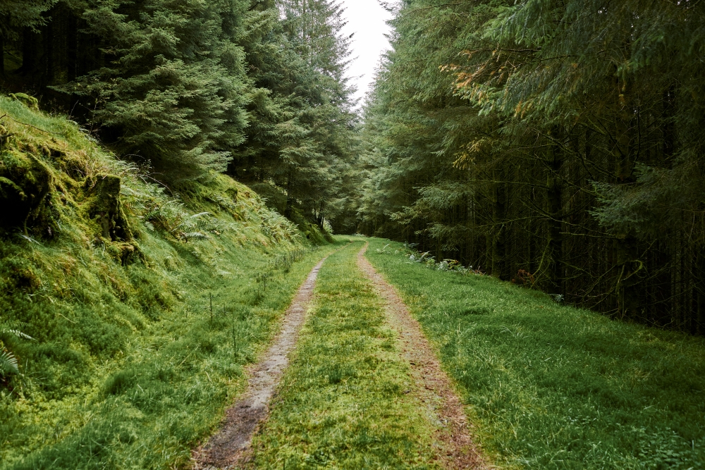 a grassy forest road surrounded by conifer trees