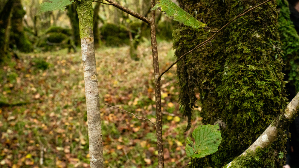 Two hazel sticks next to each other, one is brown and one is silver