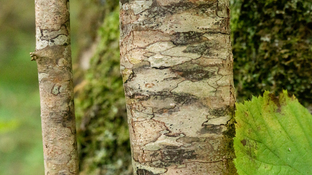 A close up of hazel bark