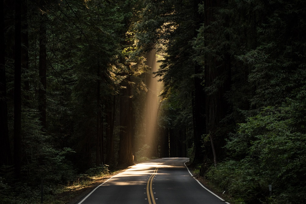 Tarmac road running through a tall dark forest with a shaft of sunlight shining through