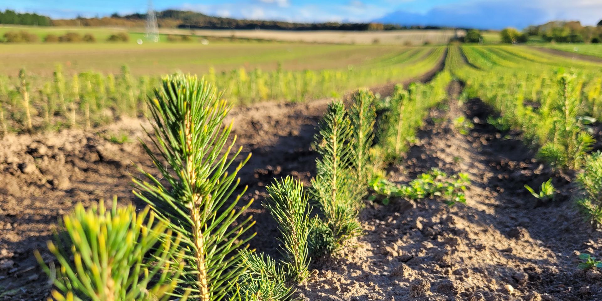 Very small green coniferous trees planted in lines in a field with blue sky