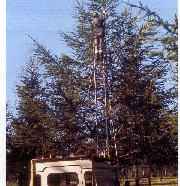 Person on ladder up a tall tree collecting seeds