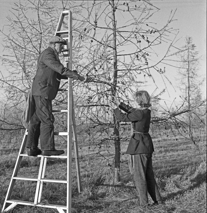 A man on a ladder fetches seeds from the highest parts of a tree and passes them to an assistant