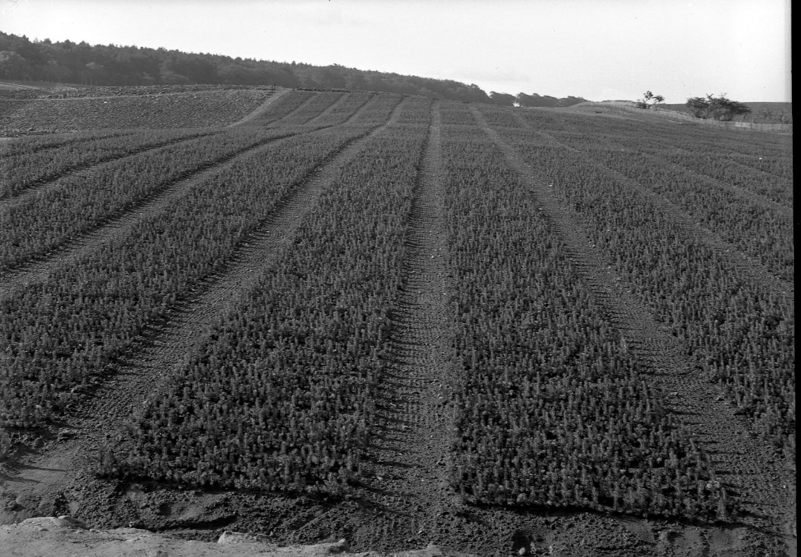 Black & white image of neat rows of tiny tree saplings