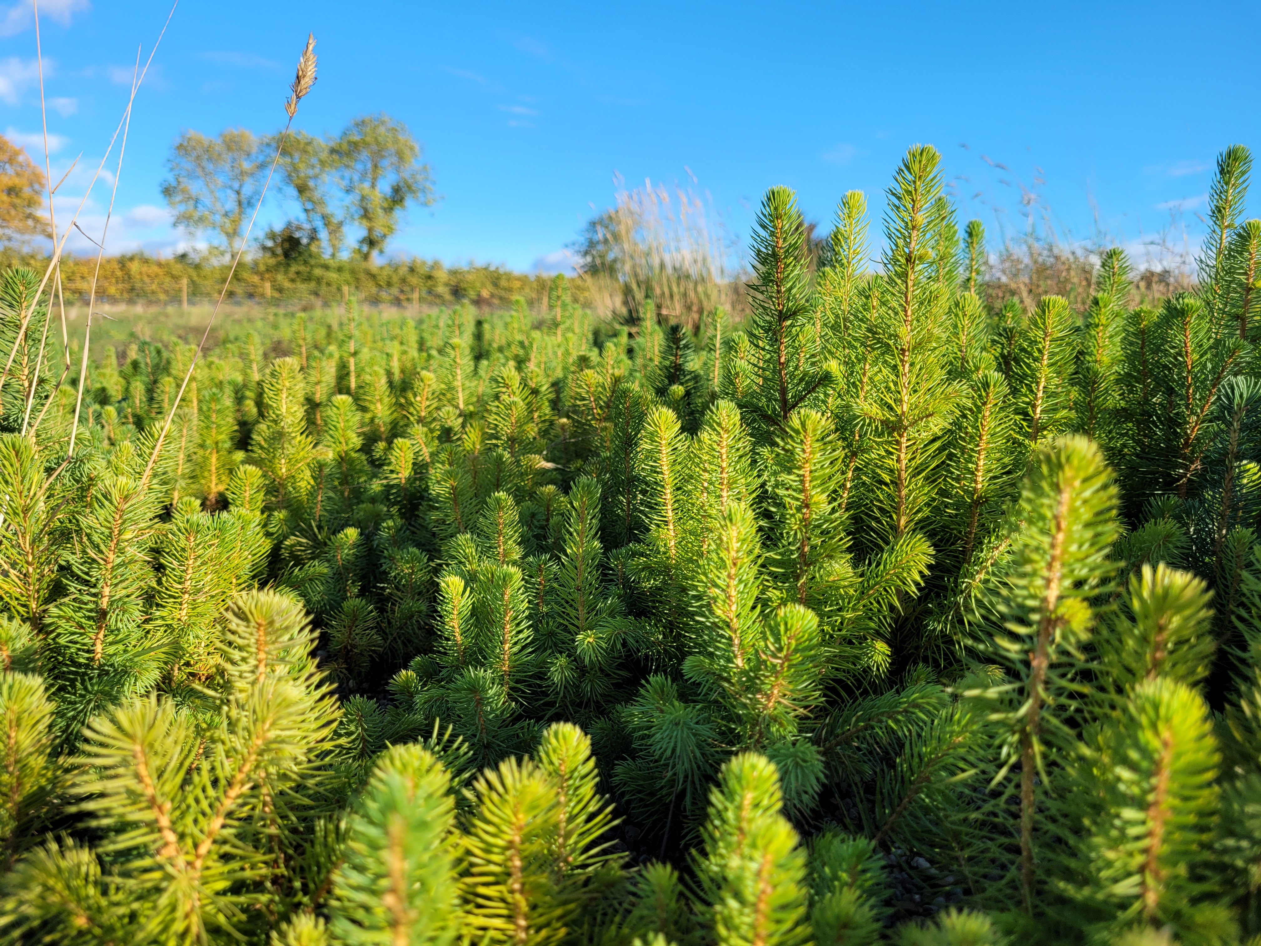 Young green conifer trees growing in wide rows under blue skies