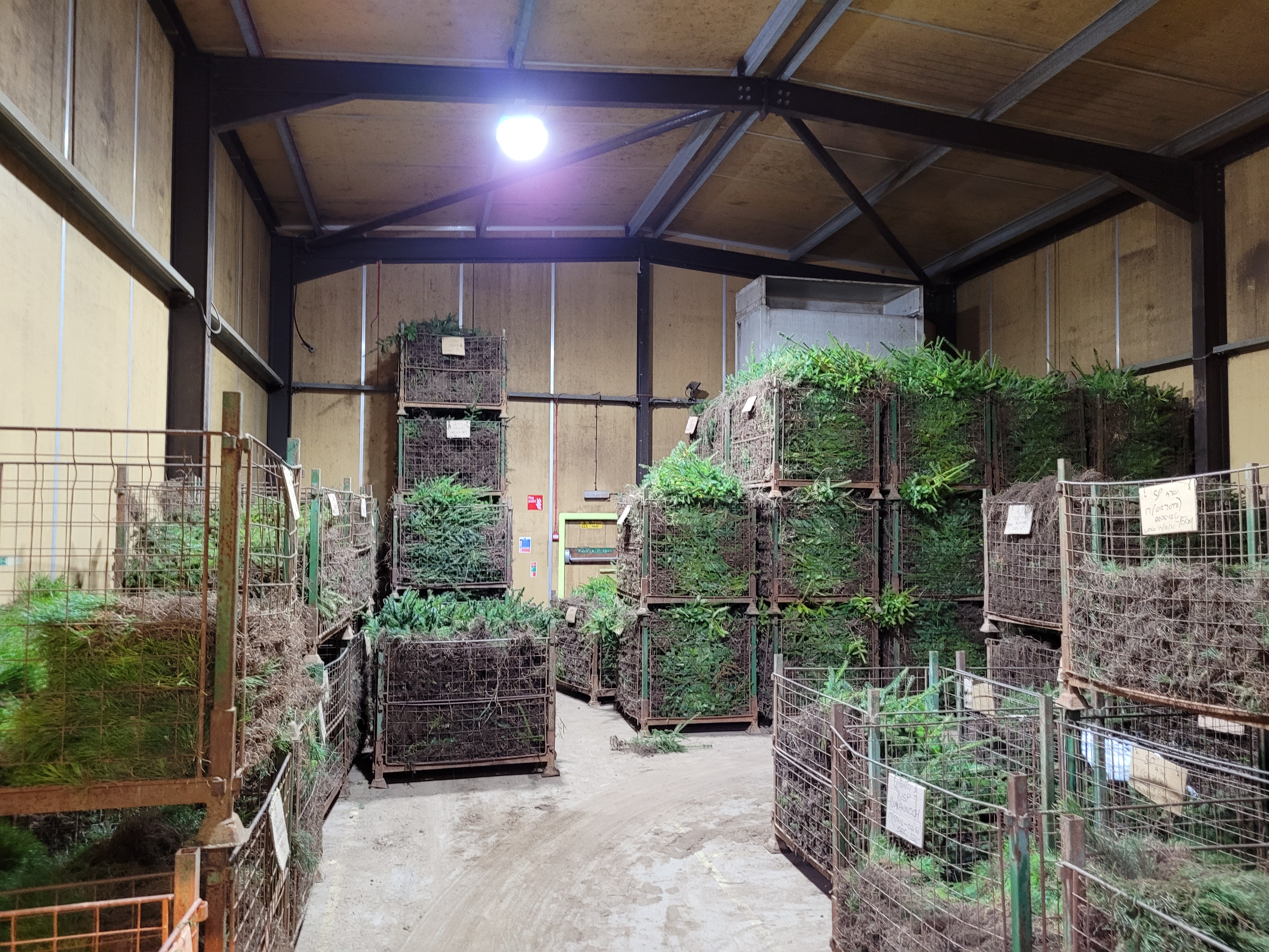 Crates of small trees stacked in a large warehouse.