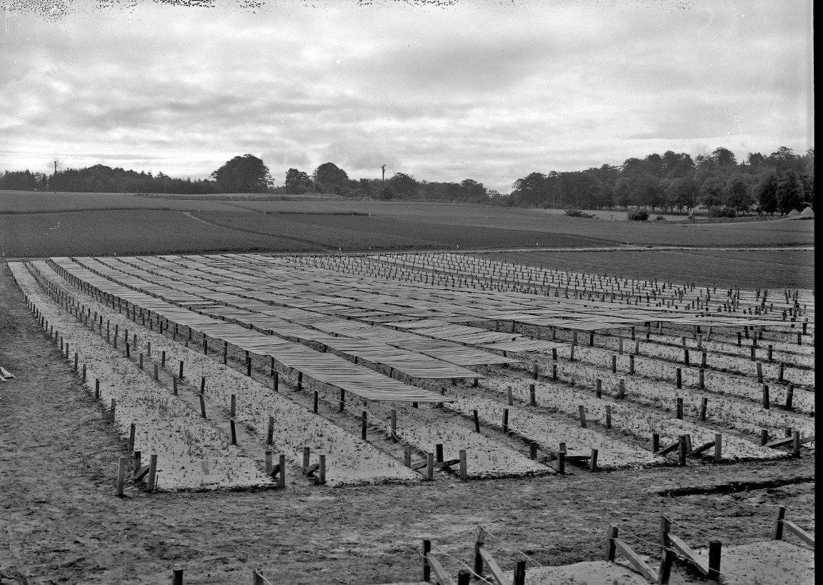 Black & white image of neat rows of saplings in a field covered by mesh