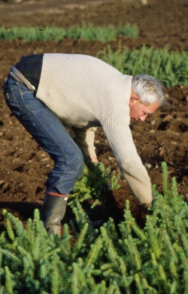 Man weeding a field