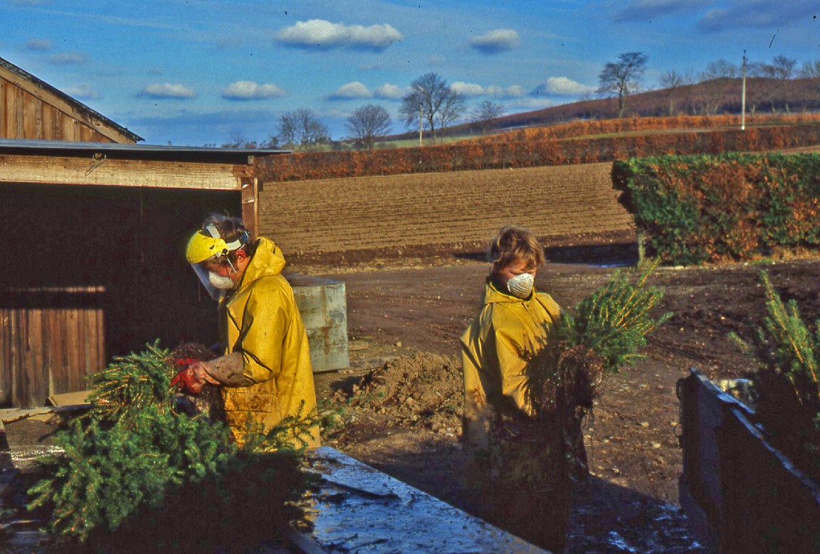 Two people in yellow jackets and masks treating transplanted trees with chemicals