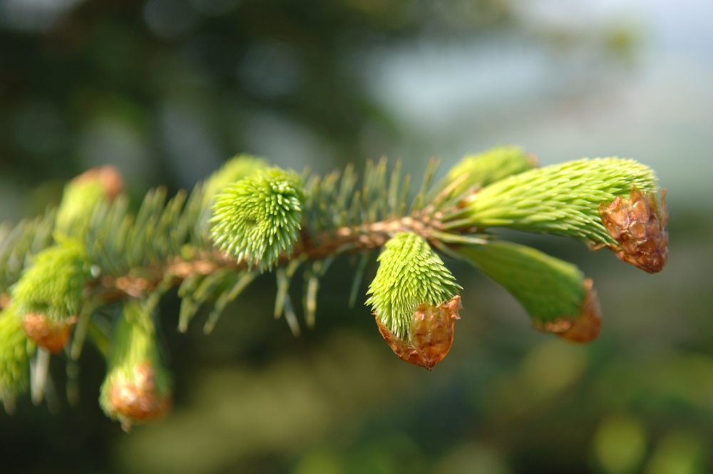 Close up of Sitka spruce needles