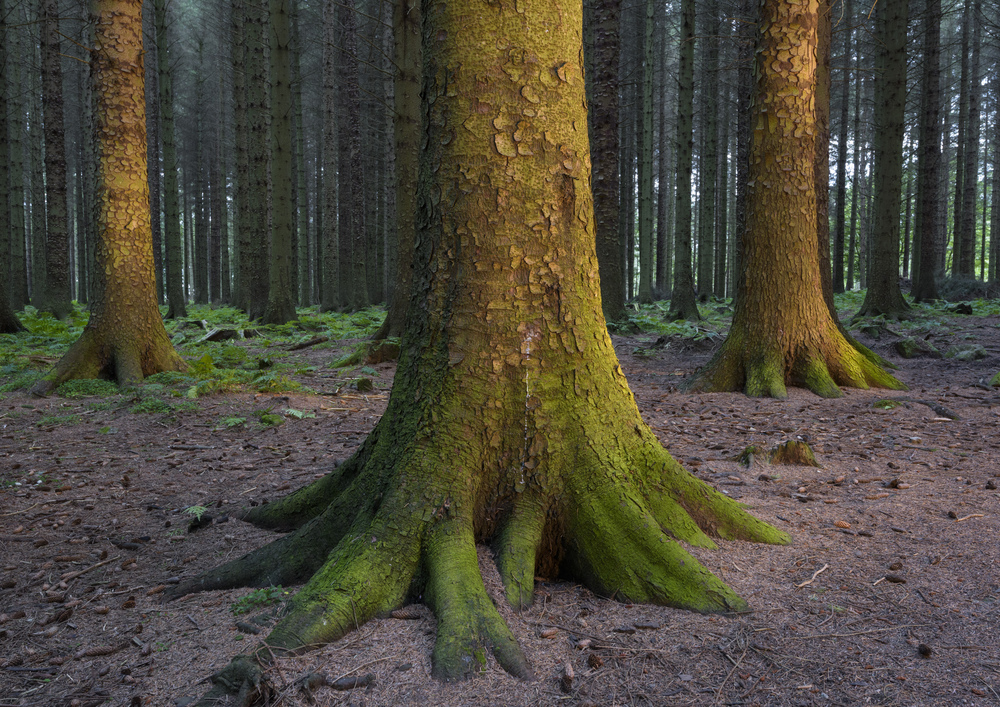 Large citrus spruce tree in Aberdeenshire Forest
