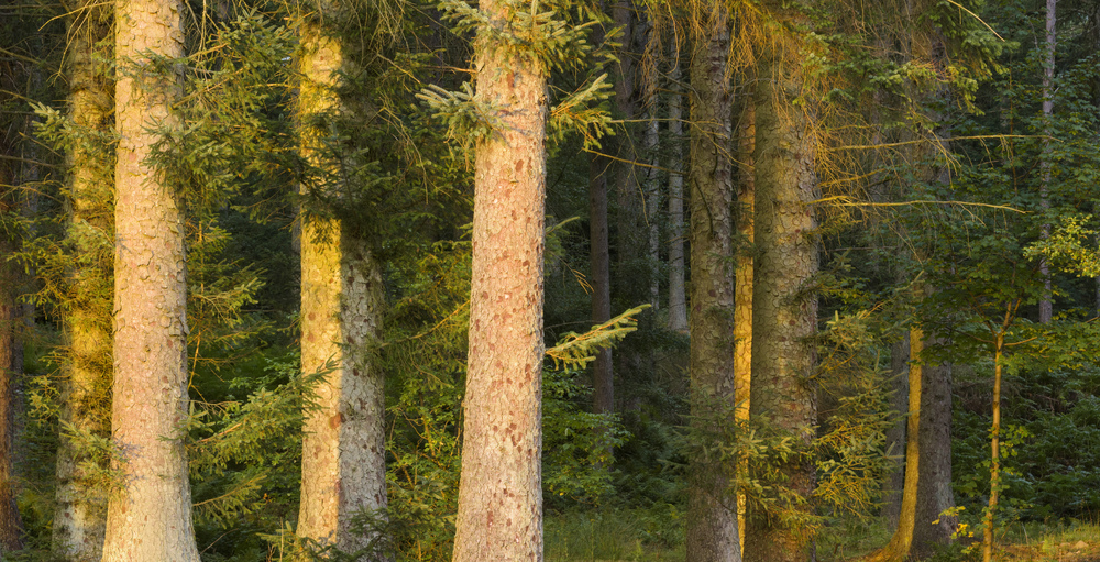 Sitka spruce forest in golden sunlight