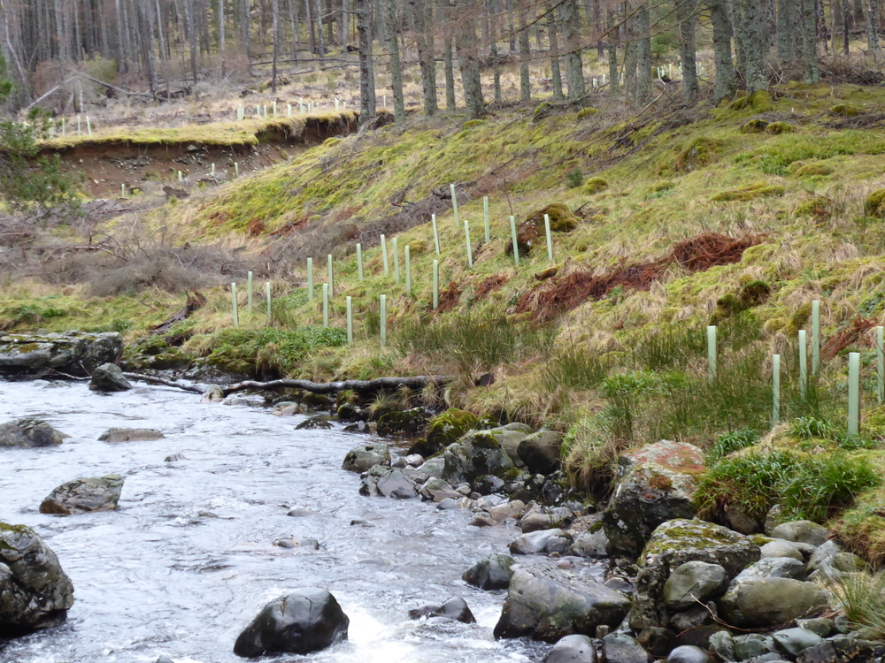 New trees have been planted along the river.