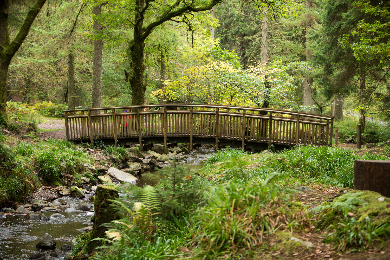 Footbridge over a woodland stream