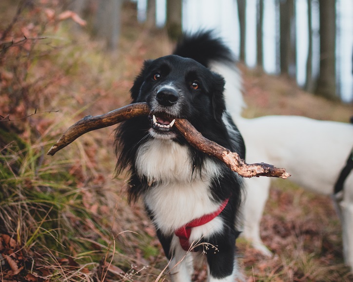 Black and white dog carrying a stick in its mouth in a forest