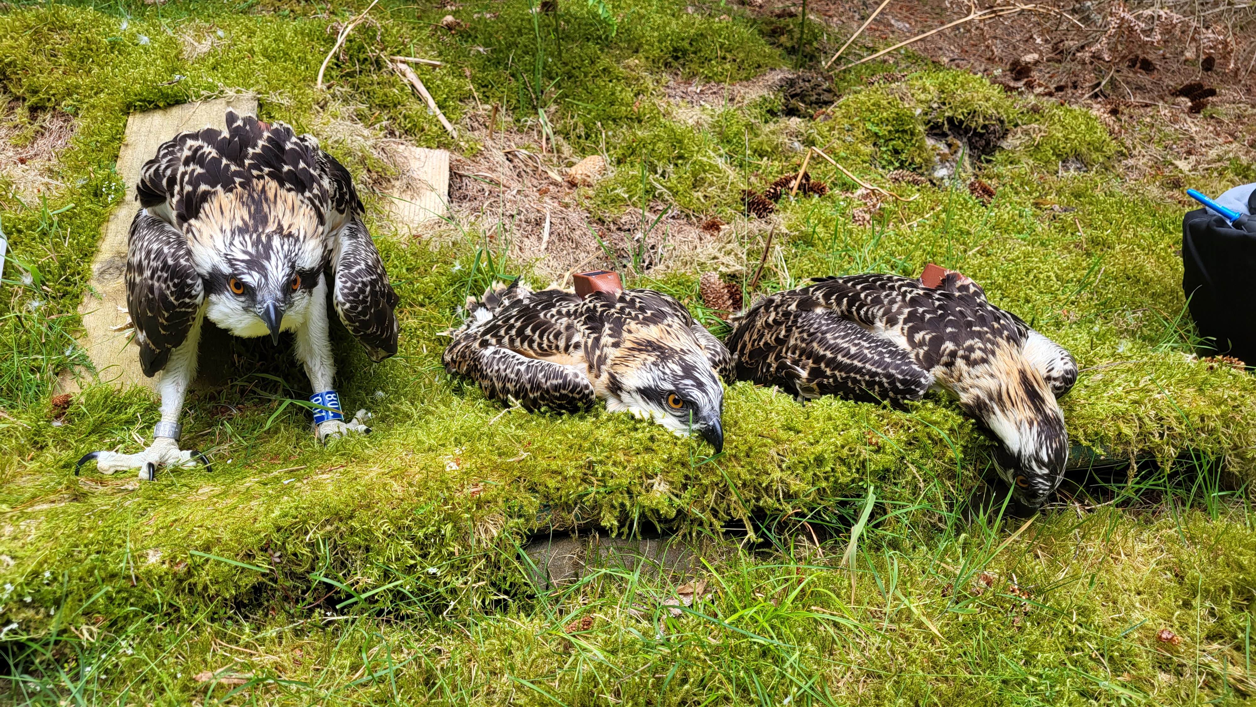 Three osprey chicks with tags