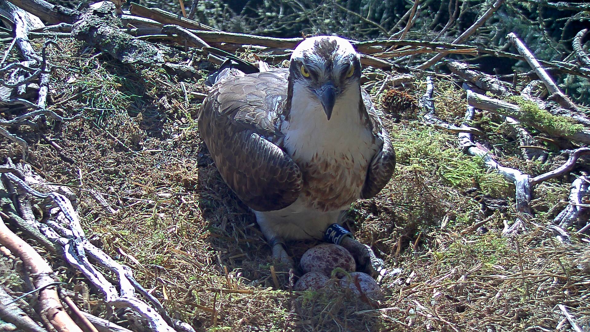 Male osprey lay in a nest with three eggs