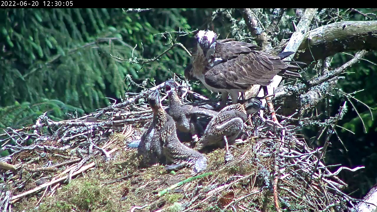 Osprey chicks facing off to each other in a nest