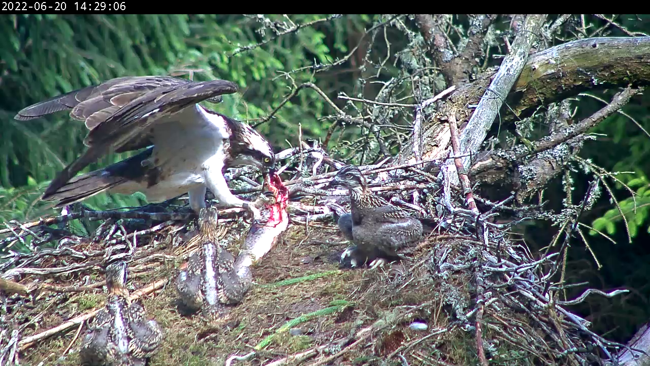 Ospreys eating fish in a hut