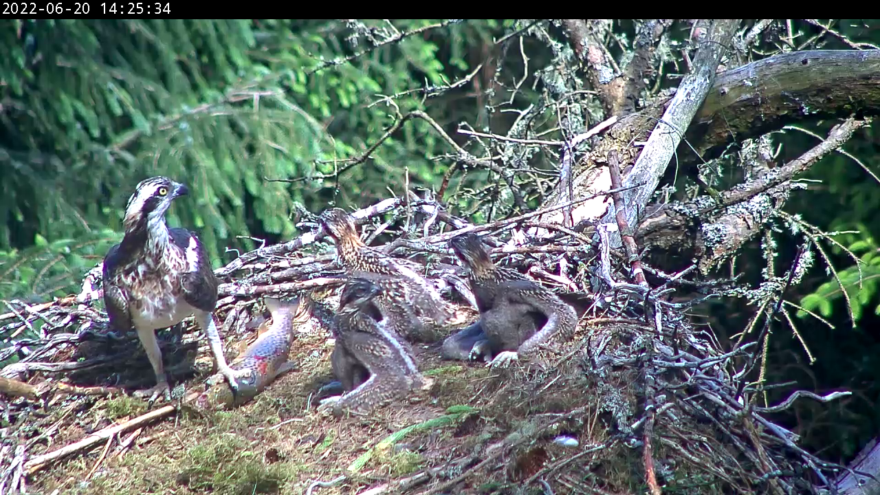 Ospreys with a large trout in the nest