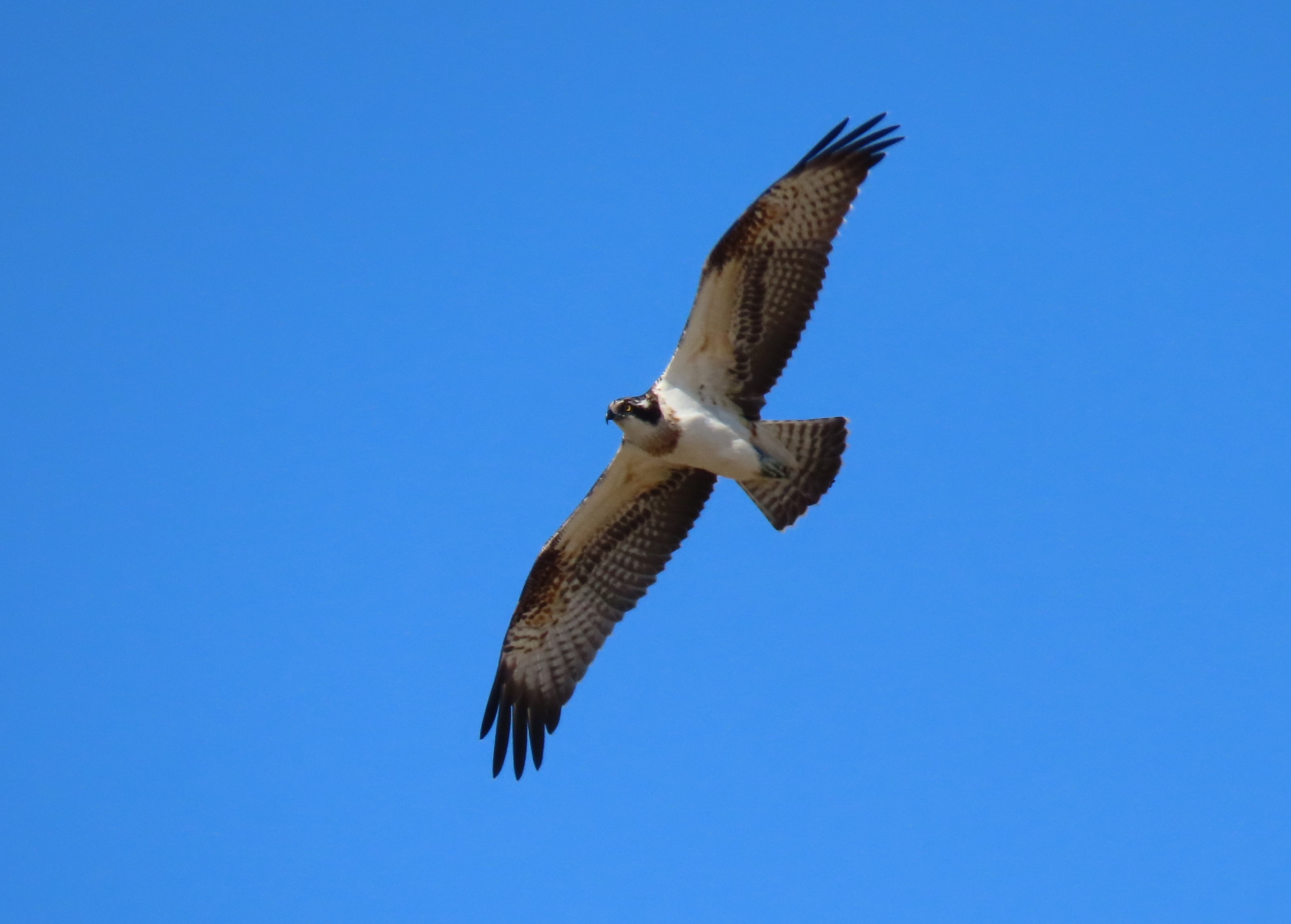 Osprey in flight in blue sky