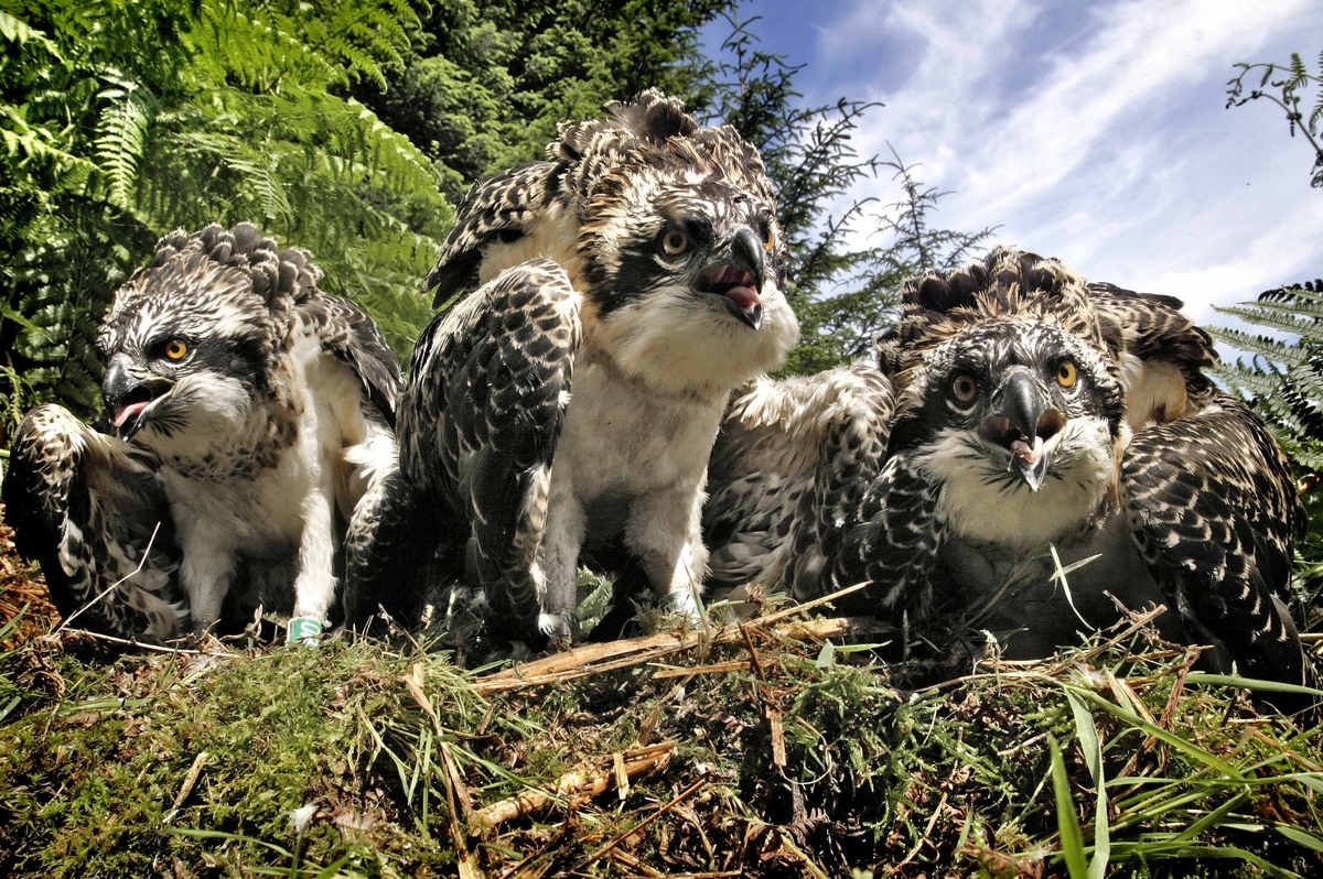 Four osprey chicks