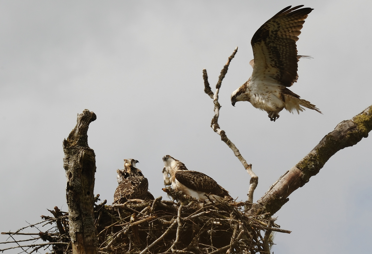Osprey landing at a nest