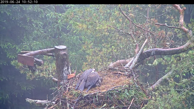 Osprey sheltering her young with wings