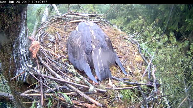 Osprey sheltering her young with wings